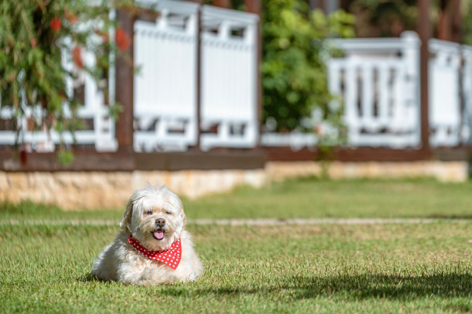 Sedir Park - Beach Bungalow คาร์ยิจัค ภายนอก รูปภาพ